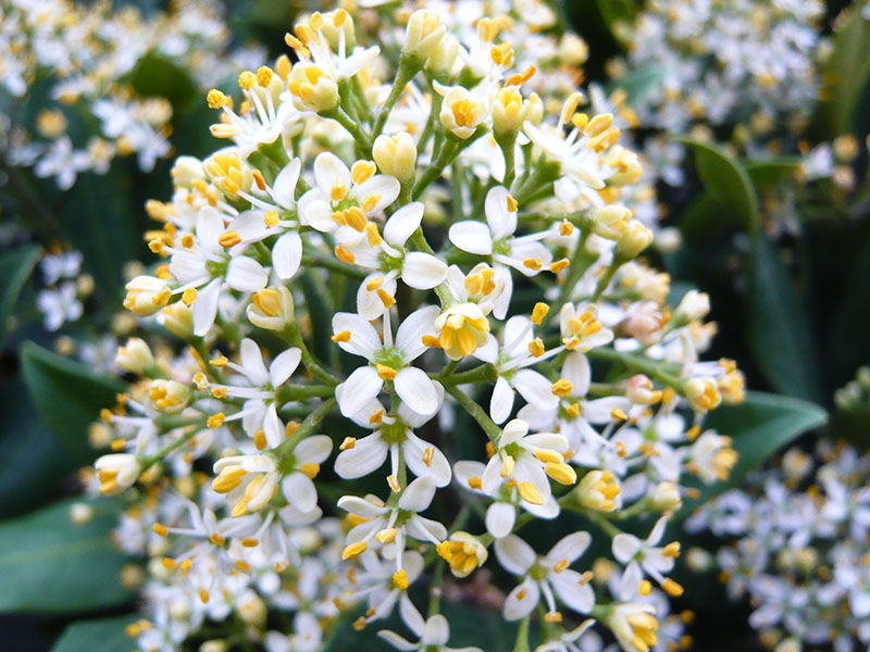 Skimmia x confusa 'Kew Green' -16729