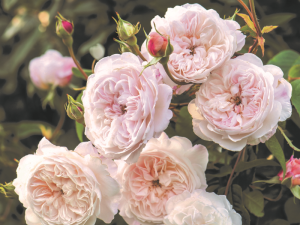 Rosa 'The Albrighton Rambler' (Ausmobile)-0