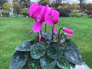 Cyclamen persicum Halios Violet Shades-0
