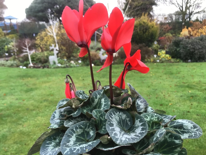 Cyclamen persicum Halios Red Shades-0