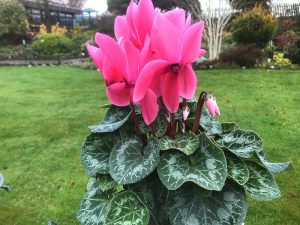 Cyclamen persicum Halios Rose Pink Shades-0