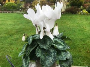 Cyclamen persicum Halios White-0