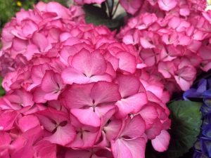 Hydrangea macrophylla 'Mademoiselle'-0