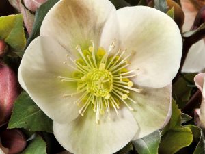 Helleborus x ericsmithii HGC Malory (=Coseh 780)-0