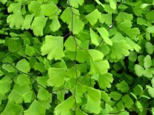Adiantum mairisii (Maris' Hybrid Maidenhair Fern)-0
