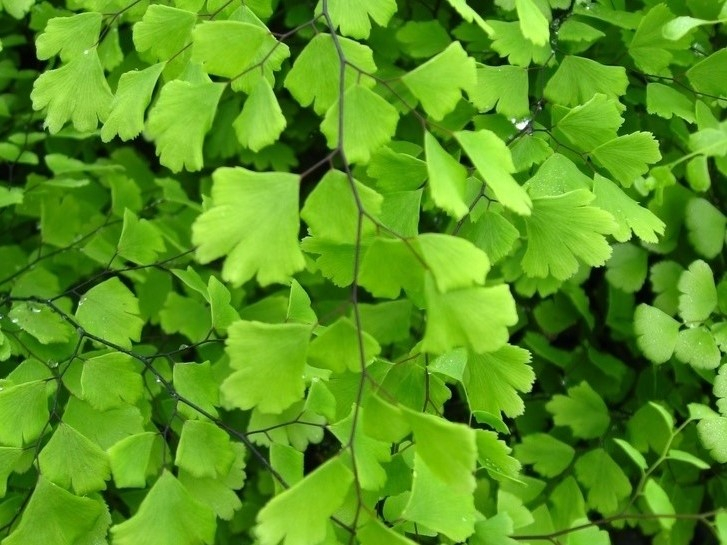 Adiantum mairisii (Maris' Hybrid Maidenhair Fern)-0