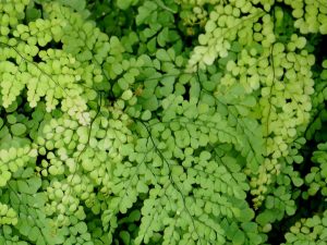 Adiantum ventusum (Himalayan Maidenhair Fern)-0