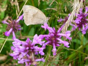 Betonica officinalis Betony-0
