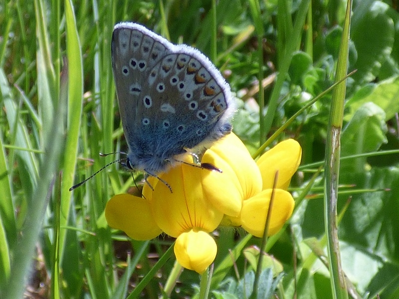 Lotus corniculatus Bird's-foot Trefoil-16921