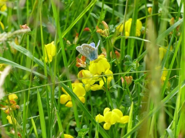 Lotus corniculatus Bird's-foot Trefoil-0