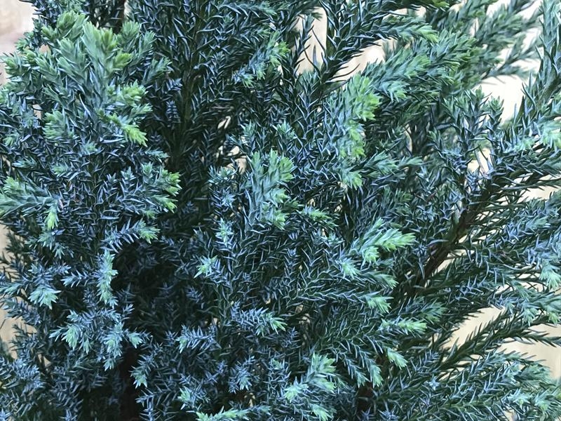 Chamaecyparis lawsoniana 'Chilworth Silver' AGM (3L)-16908