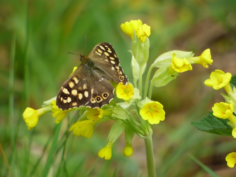 Primula veris Cowslip-0