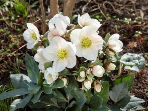 Helleborus x ericsmithii 'Frosty'-0