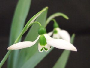 Galanthus elwesii (1L)-0