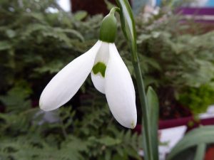 Galanthus 'Hercule'-0