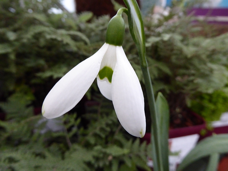 Galanthus 'Hercule'-0
