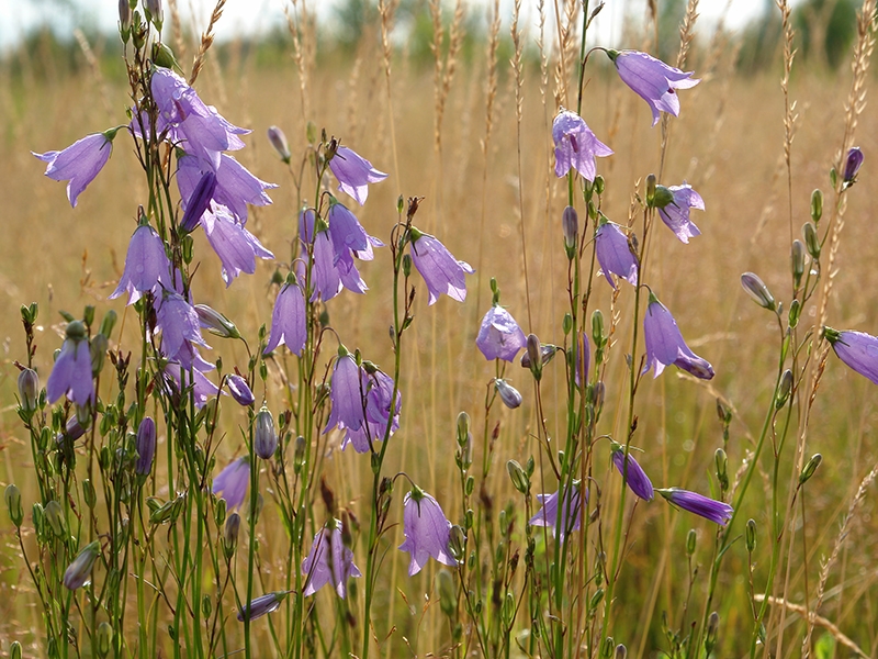 Campanula rotundifolia Harebell-17352