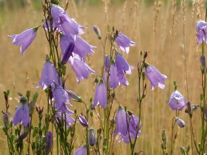 Campanula rotundifolia Harebell-0