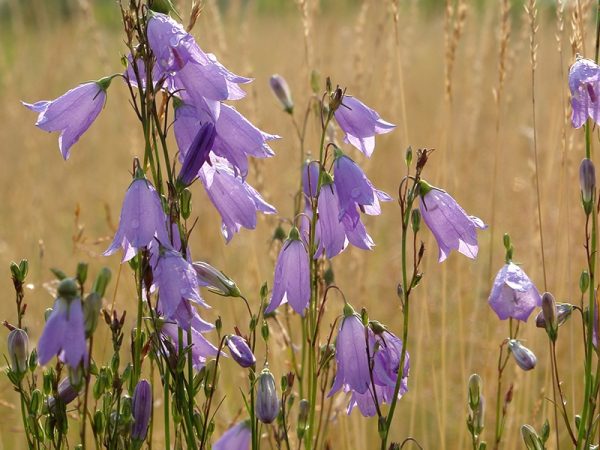 Campanula rotundifolia Harebell-0