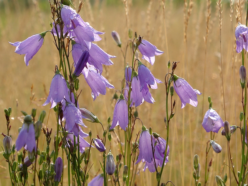Campanula rotundifolia Harebell-0
