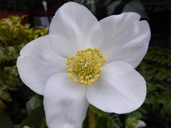 Helleborus niger Joel (Coseh 210)-0