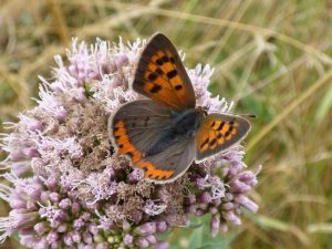 Eupatorium cannabinum Hemp Agrimony-0