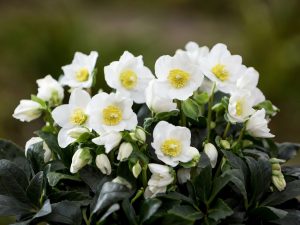 Helleborus niger 'Wintergold' HGC (Coseh 2010)-0