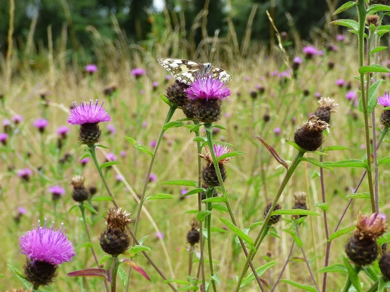 Centaurea nigra Common Knapweed-16924