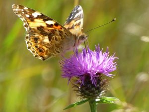 Centaurea nigra Common Knapweed-0