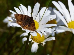 Leucanthemum vulgare Ox-eye Daisy-0