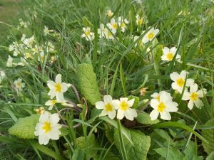 Primula vulgaris Primrose-0