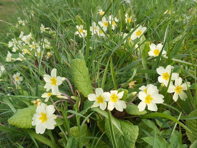 Primula vulgaris Primrose-0