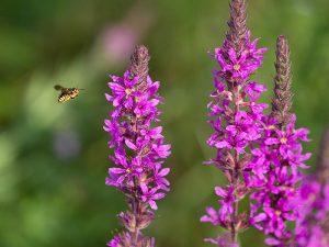 Lythrum salicaria Purple Loosestrife-0
