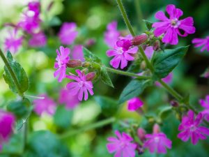 Silene dioica Red Campion-0