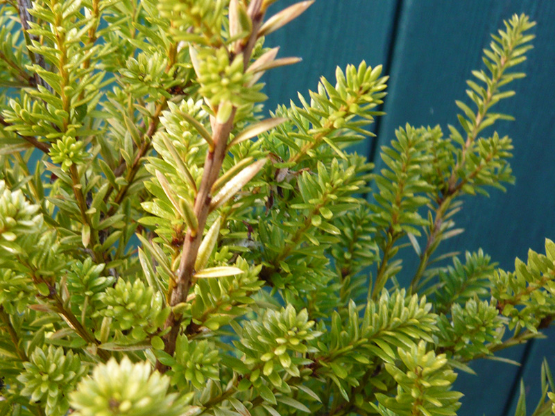 Podocarpus x 'Chameleon' 3L-16911