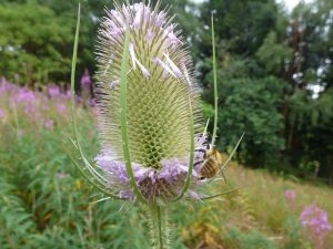 Dipsacus fullonum Common Teasel-0