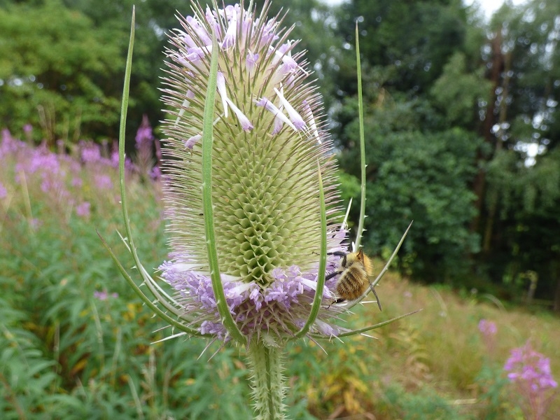 Dipsacus fullonum Common Teasel-0