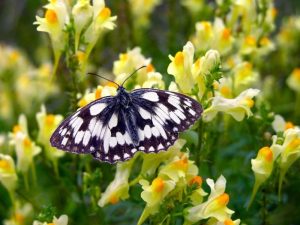 Linaria vulgaris Common Toadflax-0