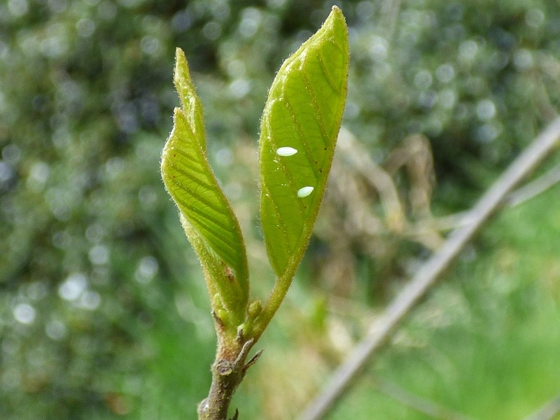 Frangula alnus-16988