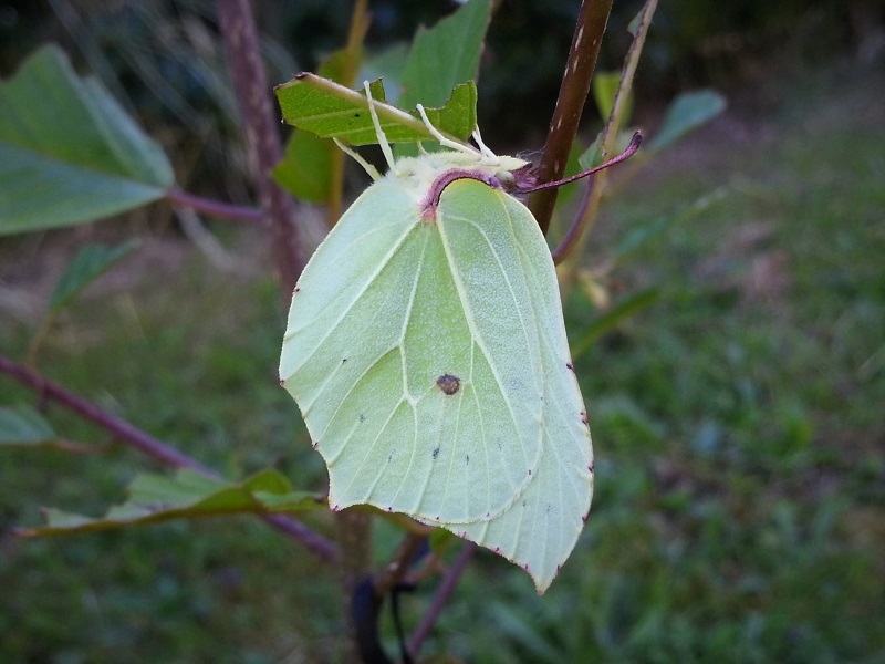 Frangula alnus-0