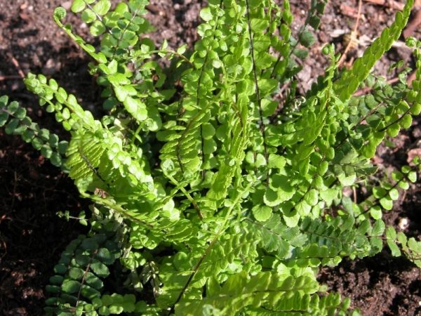 Asplenium trichomanes (Maidenhair Spleenwort Fern)-0
