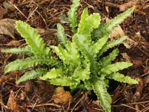 Asplenium scolopendrium 'Angustifolia' (Narrow Harts Tongue Fern)-0