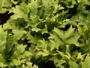 Asplenium scolopendrium 'Cristata' (Crested Harts Tongue Fern)-0