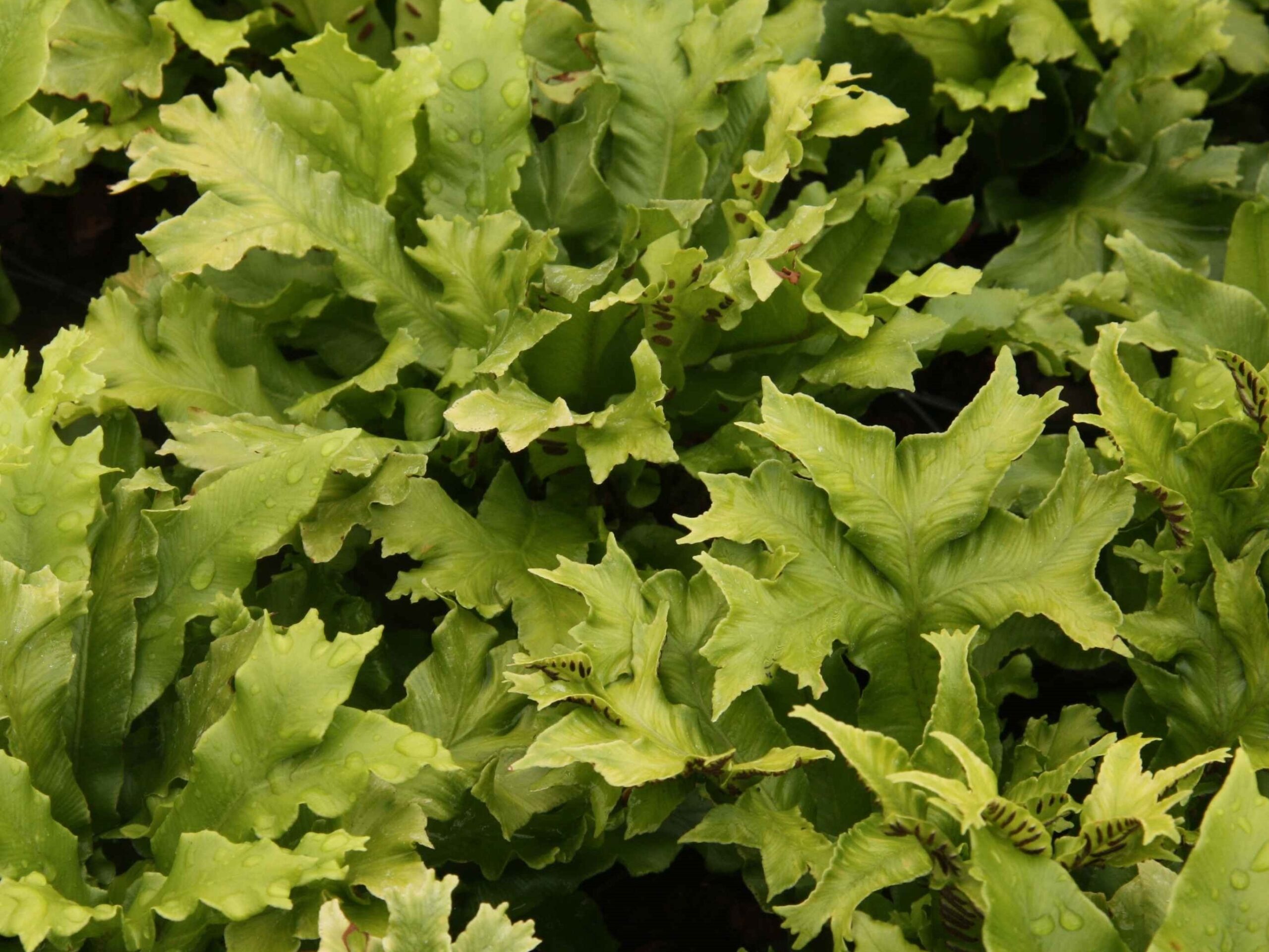 Asplenium scolopendrium 'Cristata' (Crested Harts Tongue Fern)-0