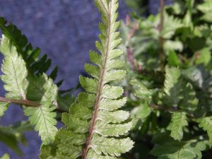 Athyrium niponicum Applecourt (Crested Japanese Painted Fern)-0