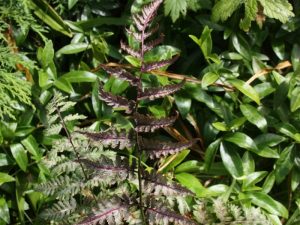 Athyrium niponicum var.pictum 'Red Beauty' (Japanese Painted Fern)-0