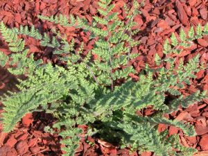Cheilanthes tomentosa (Woolly Lip Fern)-0