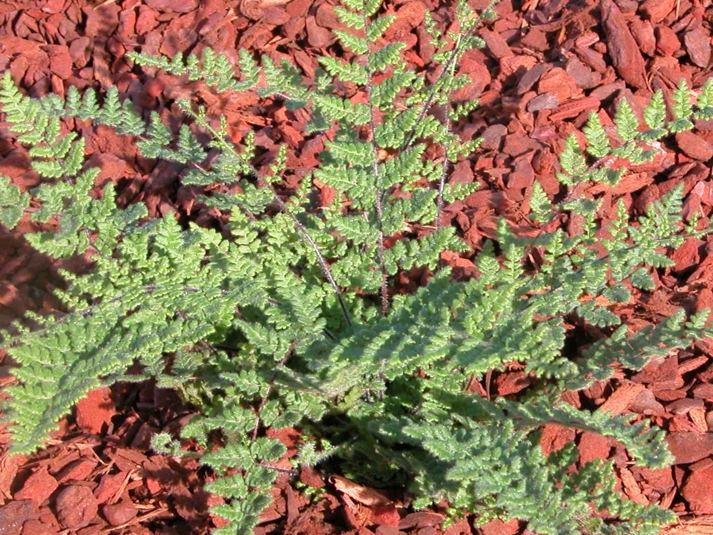 Cheilanthes tomentosa (Woolly Lip Fern)-0