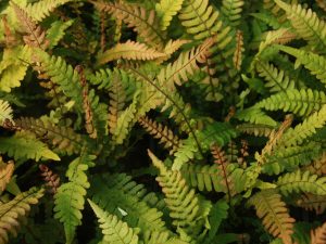 Doodia media (Raspberry Fern)-0