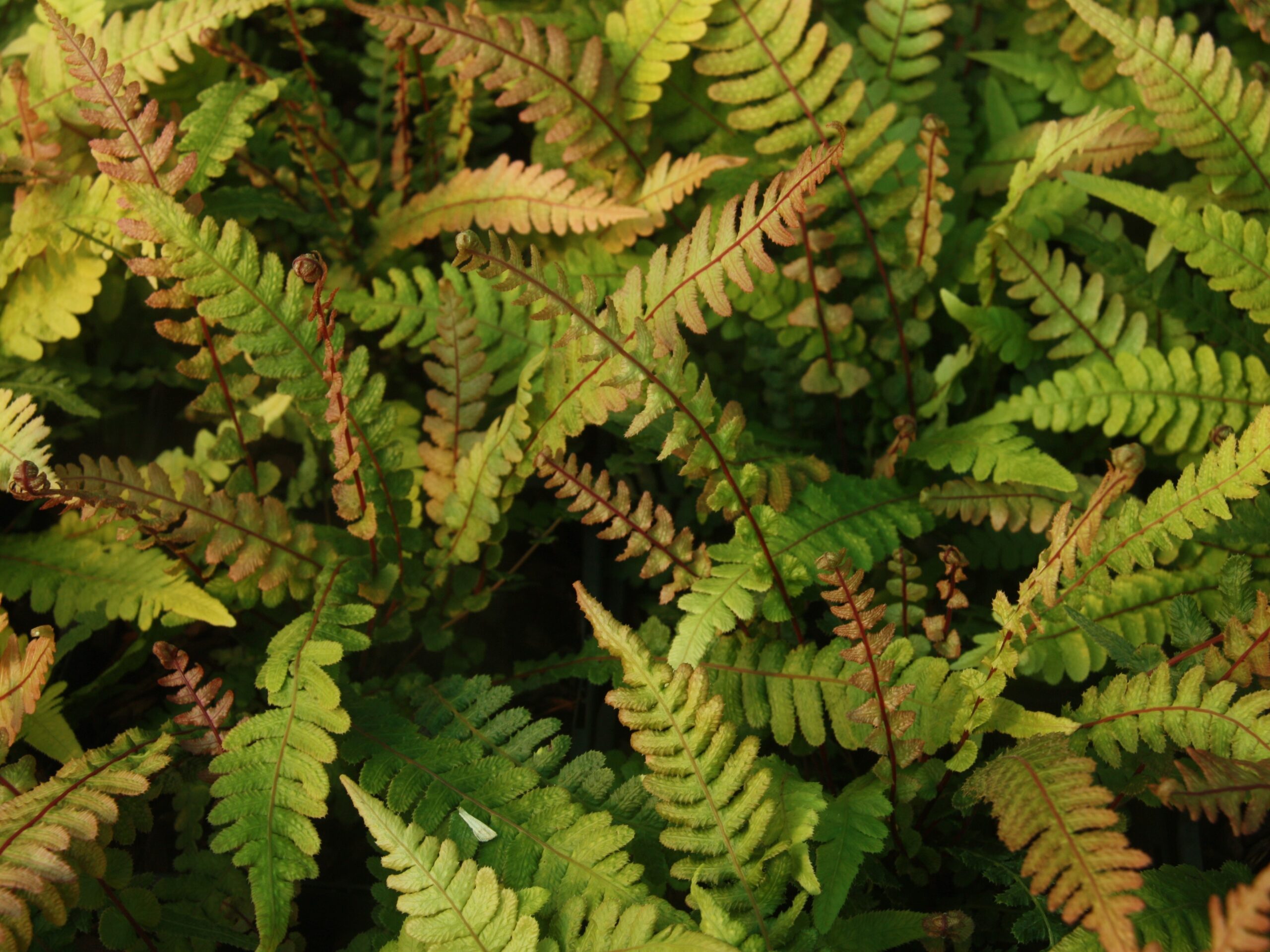 Doodia media (Raspberry Fern)-0
